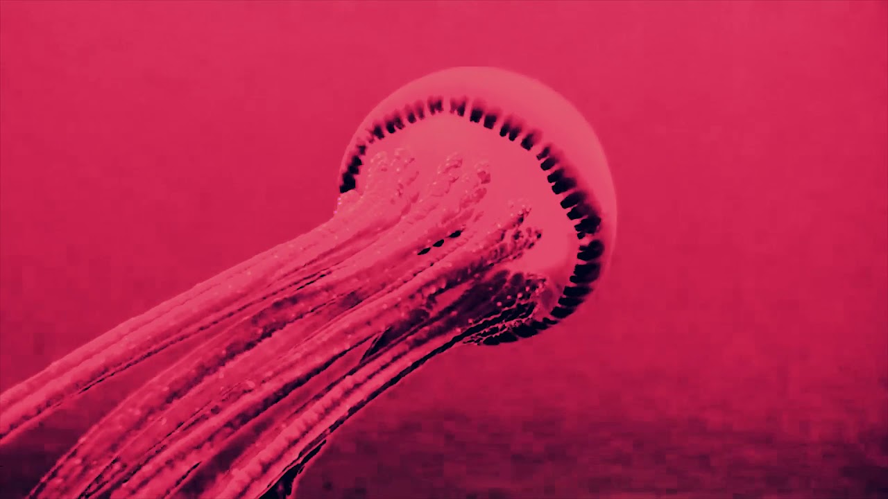 Mach Dharma - Pulse [LIVE VISUALS FULL]