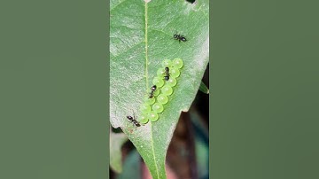 Green shield bug eggs & ants Playa del Carmen Mexico tropical insect life #nature #explore #wild
