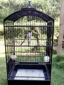 pentet bintang timur.