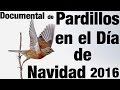 Pardillos en el dia de Navidad 2016