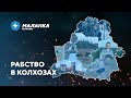 📍Рабство в колхозах / Арест за видео ветра / Распил госбюджета