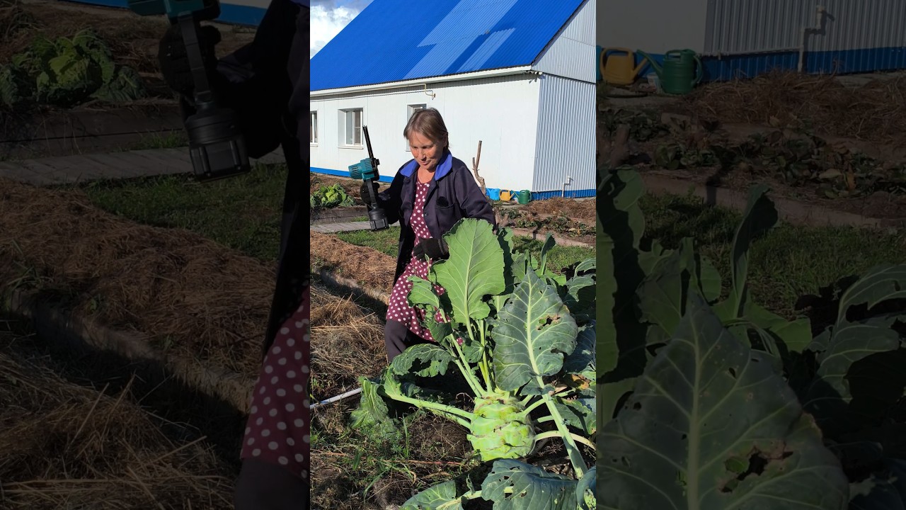 Взвешиваю кольраби