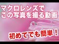 必見!マクロレンズで水滴撮影をしよう! Macro photorgary