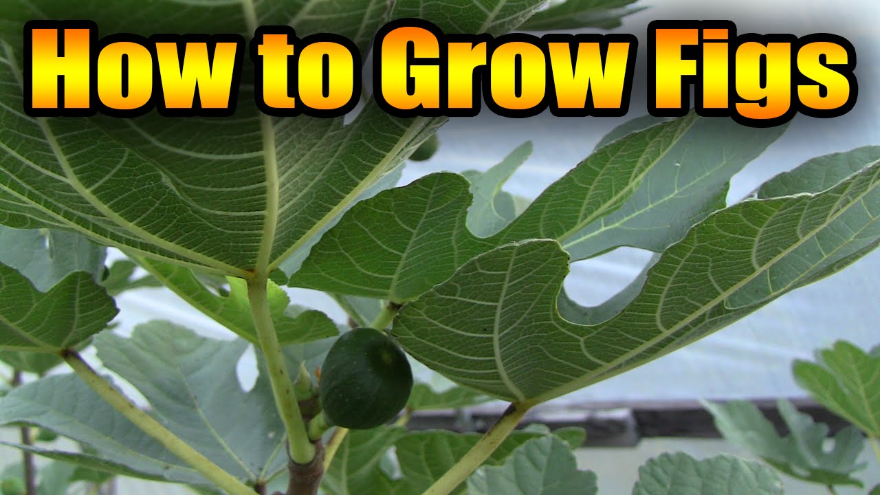 How To Grow Figs How To Grow Figs