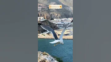 Alhoceima Ino Ajdid Ojana Siwad Sram 