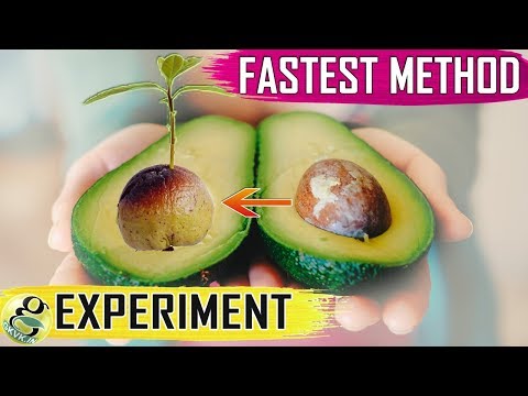 AVOCADO SEED GROWING: Fastest Hack with Results | How to grow Avocado from Seed germination
