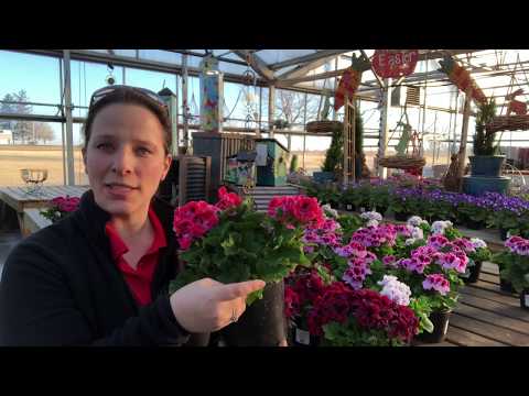 Video: Royal pelargonium: piav qhia, nta ntawm kev loj hlob hauv tsev