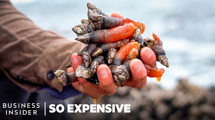 So Expensive Season 8 Marathon | So Expensive | Insider Business - DayDayNews
