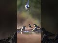 This Feels Like Nature’s Secret Spa… Birds Bathing Together 🐦💦 #nature #peaceful #wildlife #birds