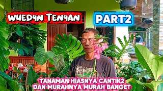 WUED4N TEN4AN ⁉️TANAMAN HIASNYA CANTIK2 DAN MURAHNYA MURAH BANGET