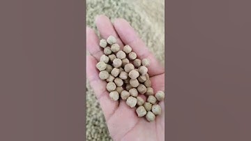 twin screw extruder,fish feed machine,float at once #fishing #fisherman #fishfarming #fish