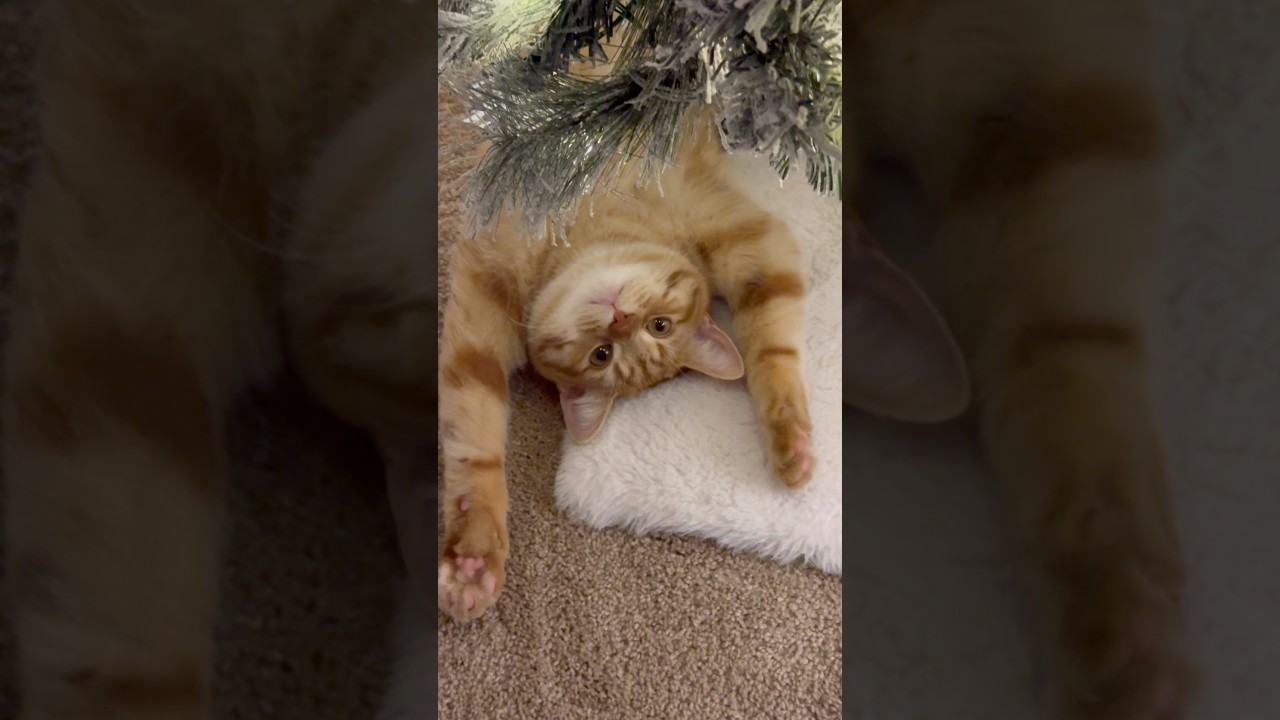 I celebrate New Year and Christmas my own way 