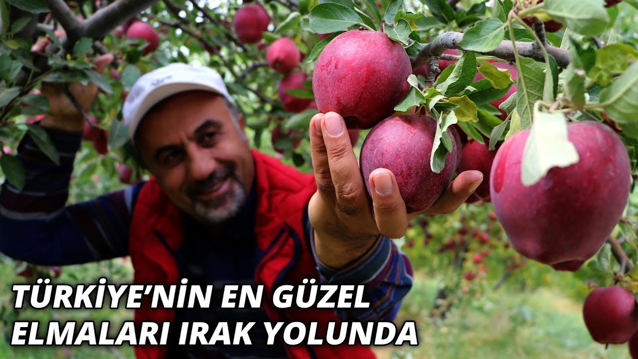 Van'dan Kuzey Irak'a 'en güzel elma' ihracatı