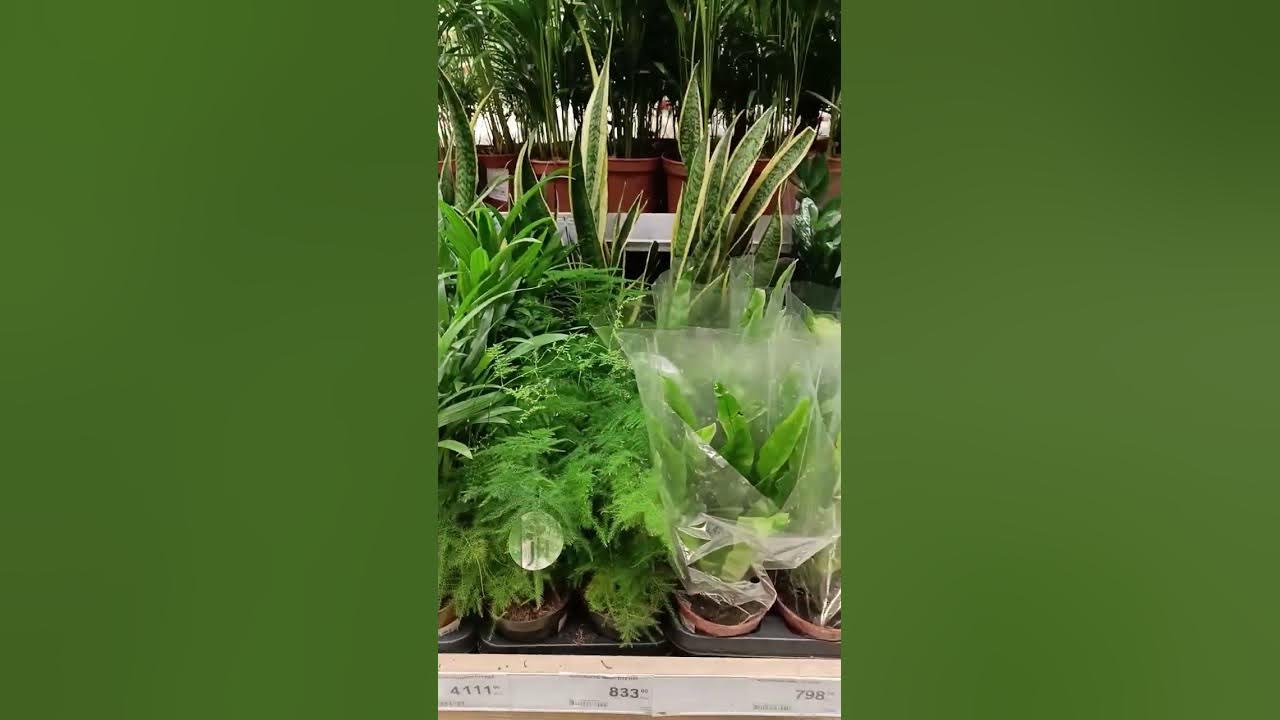 Лес шикотан курилы. Следуя растение. Эремурус bungei. Orobanche rapum-genistae. Кипрей дербенник.