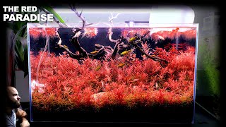 The Red Paradise: ALL RED Carpet Aquarium (aquascape tutorial) by MD Fish Tanks 108,305 views 3 months ago 29 minutes