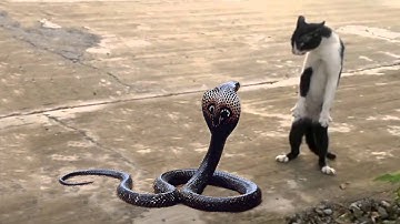 ⚠️Vì sao Mèo không sợ Rắn? 10 sự thật kinh điển về loài Mèo không phải ai cũng biết