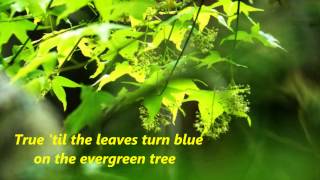 Evergreen Tree -Cliff Richard 。 chords