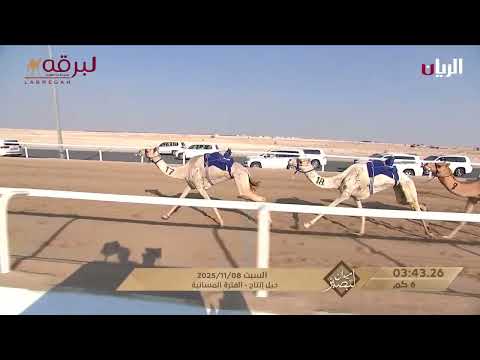 ش5 غايه ل سالم محمد حمد النابت المري ميدان لبصير المحلي الرابع 08 11 2025م حيل إنتاج 9 38 02