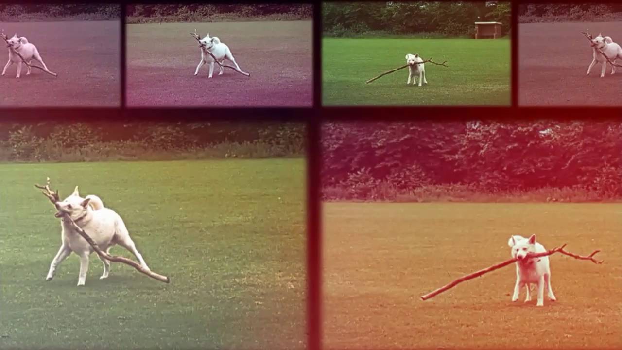 White Swiss Sheaperd witte zwitserse herder