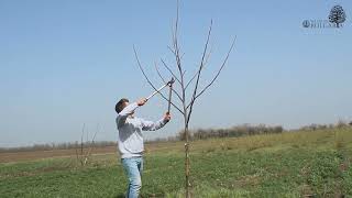 Walnuts Bulgaria  Pruning your walnut tree