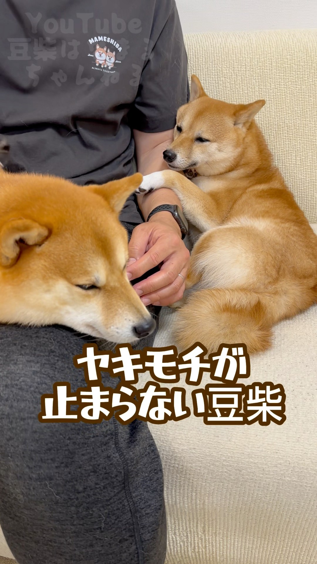 ヤキモチが止まらない豆柴がカワイイ #Shorts #shortvideo - YouTube