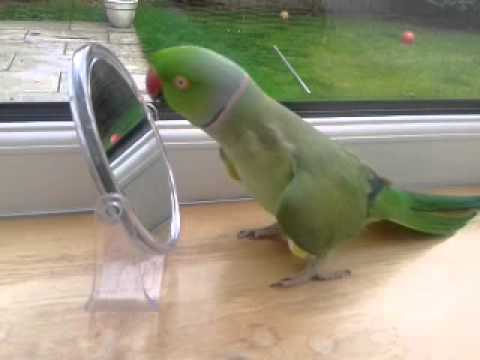 indian-ringneck-very-funny-the-ramms