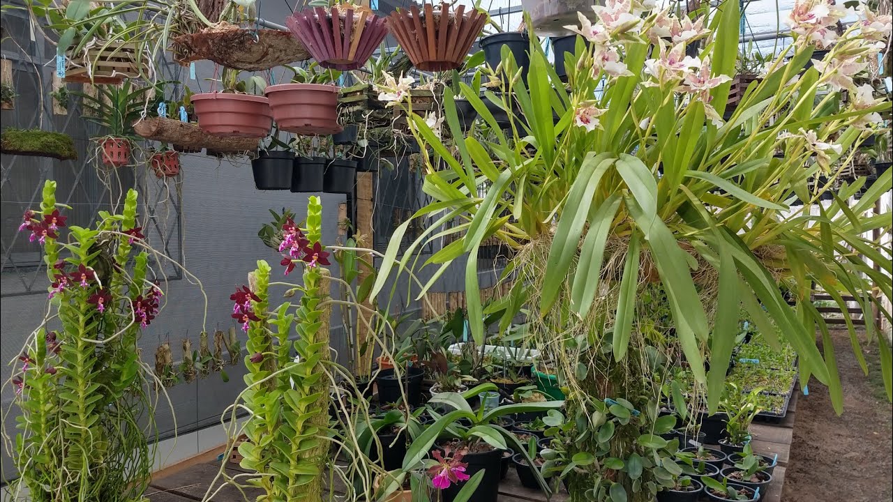 ORQUÍDEAS FLORIDAS EM ARRANJOS