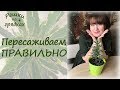 ШЕФЛЕРА Пересадка Грунт Полив Уход | Если вы купили шефлеру в магазине