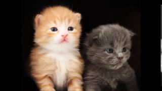 зшлф - Pikabu.ru зшлф - Pikabu.ru