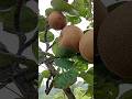 Pear Fruit Pear Youtubeshorts Video Naspati 