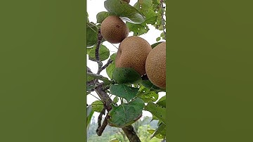 pear fruit 🍐😋#pear #youtubeshorts #video #naspati