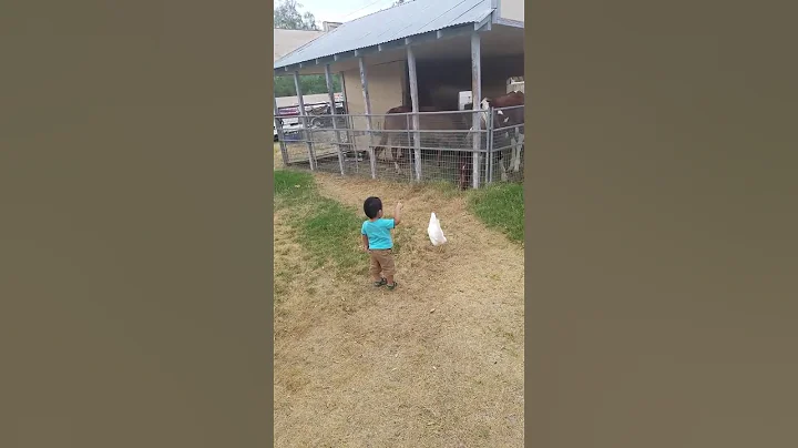 Derrick scolding the horses