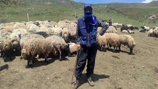 Hakkarililer Yerli Bulamayınca 20 Bin Tlye İrandan Çoban Getirdi