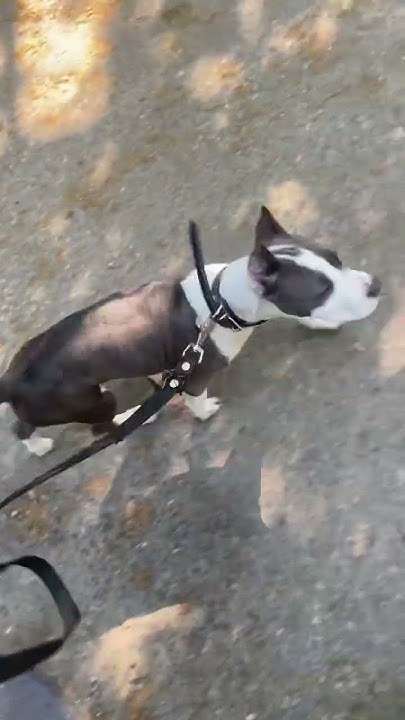 Редкость хорошей прогулки рядом 😂 #собака #стаффордширскийтерьер #puppy ...