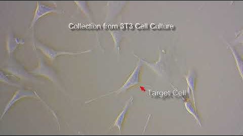 Collecting and Dispensing Individual 3T3 cells Using UnipicK+