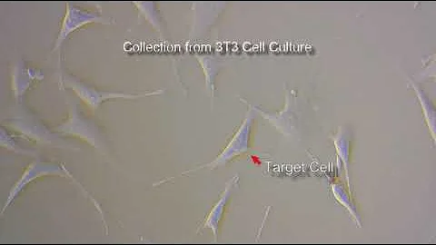 Collecting and Dispensing Individual 3T3 cells Using UnipicK+