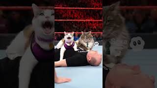 Cats become WWE superstars @AaronRift