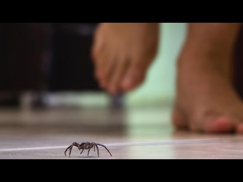 Video: Jesu li pauci kukci ili paukovi?