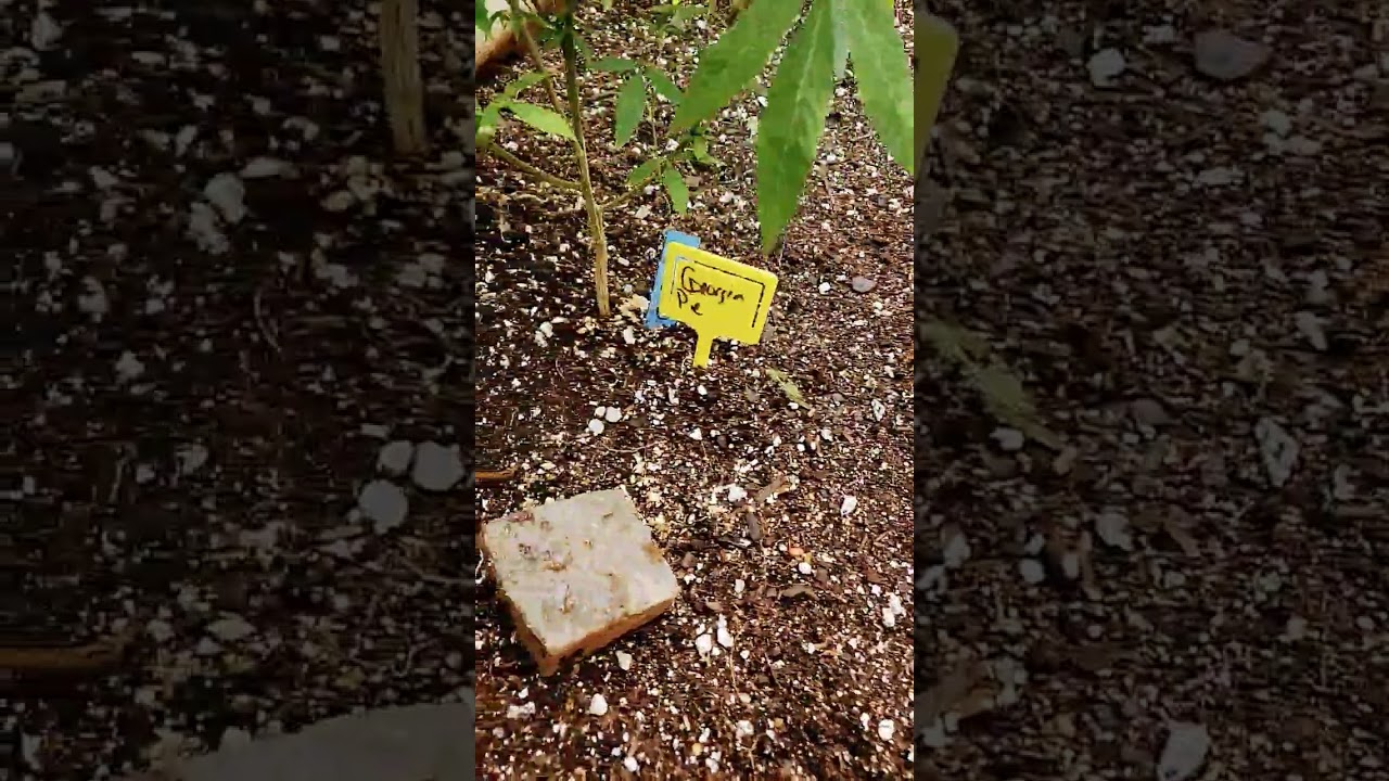 living soil bed reset...