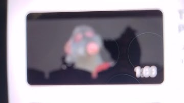 Timon and Pumbaa Interrupt 1 Ratatouille