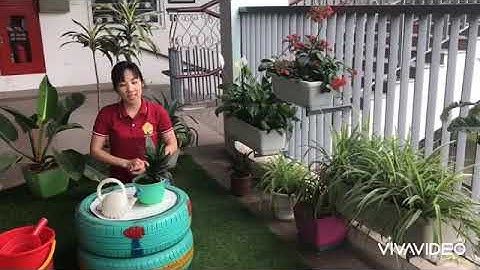 HD Kĩ năng chăm sóc cây xanh.