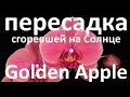 пересадка ОБОЖЖЕННОЙ Солнцем ОРХИДЕИ Golden Apple Coral, Золотое Яблоко - коралловый цвет