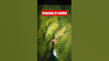 nembak ikan baung baru nyelam langsung di sambut ikan baung dan ikan betutu #fishing #spearfishing