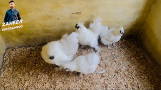 Silkie Hens pairs for sale