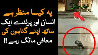 Roza e Rasool Par Kabooter Ki Bemisal Hazri | Pigeon At Masjid e Nabvi | Pakilinsk News Today