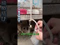 【トラック荷締め結び】フックに巻き掛け、荷物をしっかり固定~ #結びテク #物流知識