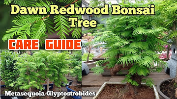 How to grow Metasequoia Dawn Redwood Bonsai Trees