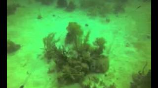 Celebrity Simon's Eye view:  Diving with Reef CI Profile