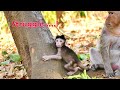 Good Mommy Mekala Monkey Training Her Baby Marie To Climb And She Sitting To Help Her At Behind
