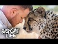 'Lion King' Tackles 4 Wild Cheetahs | BIG CAT LIFE